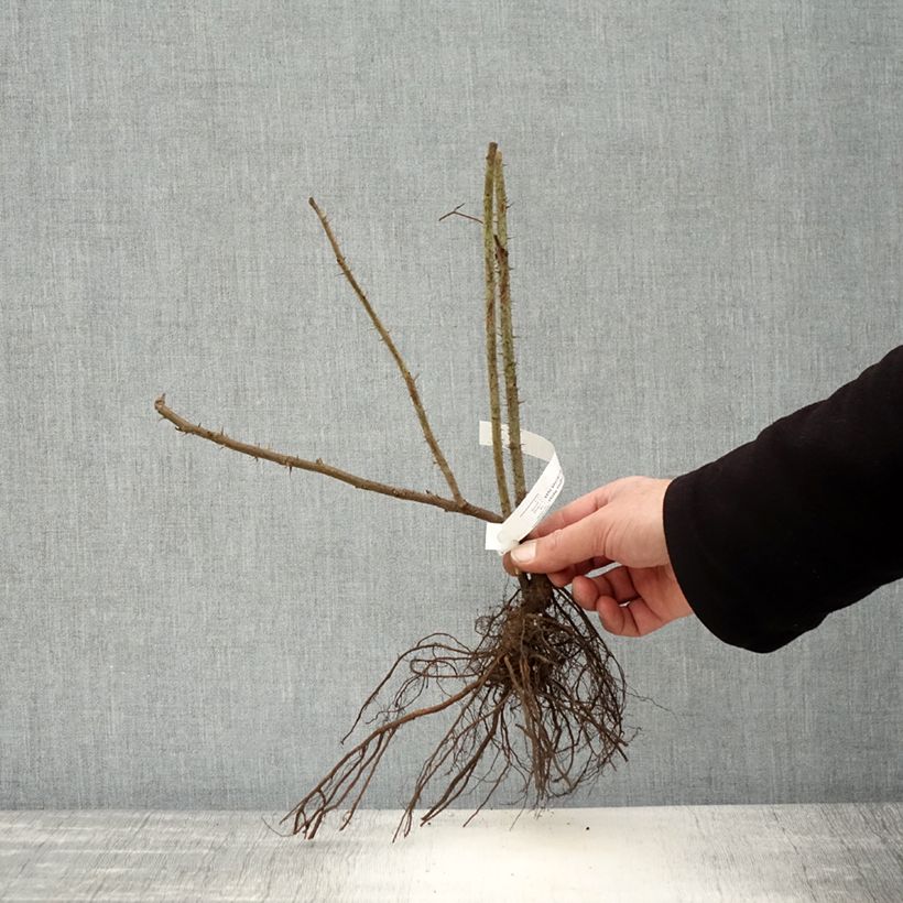 Example of Rosa rugosa Hansa Piante piccole a radice nuda as you get in hiver