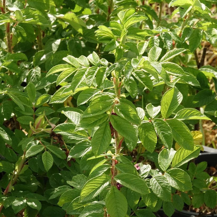 Rosa rugosa Hansa (Fogliame)