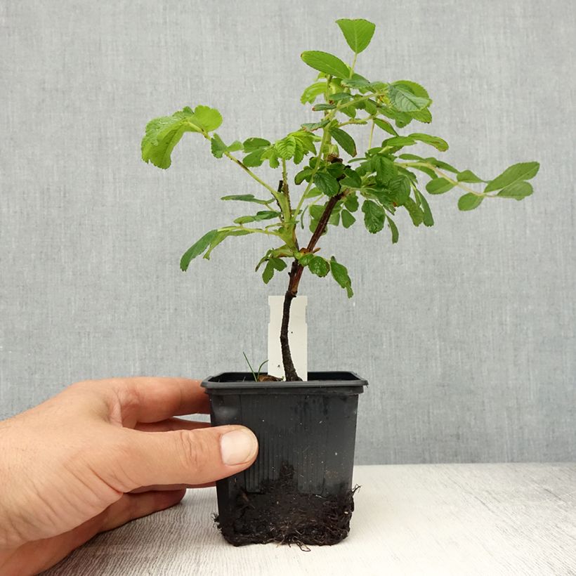 Rosa rugosa Pompom Perfume Vasetto da 8/9 cm esemplare consegnato in primavera