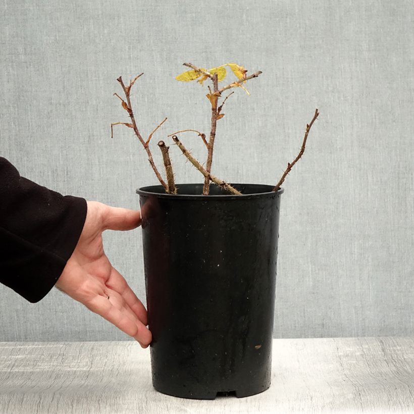 Esemplare di Rosier rugosa Roseraie de l'Haÿ Pot de 3L/4L, Qualité 2 branches come consegnato in autunno
