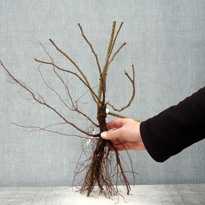 Rosa rugosa Roseraie de l'Haÿ Piante piccole a radice nuda esemplare consegnato in inverno