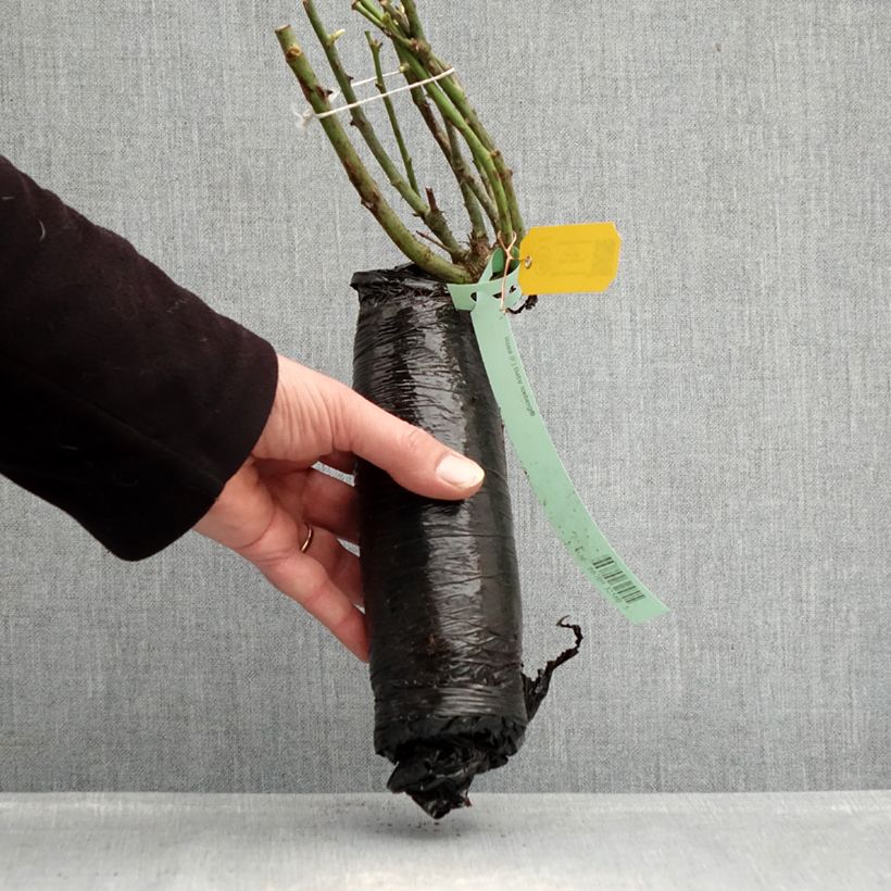 Example of Rosa polyantha Toscana / Gärtnerfreude Zolla a radice nuda as you get in hiver