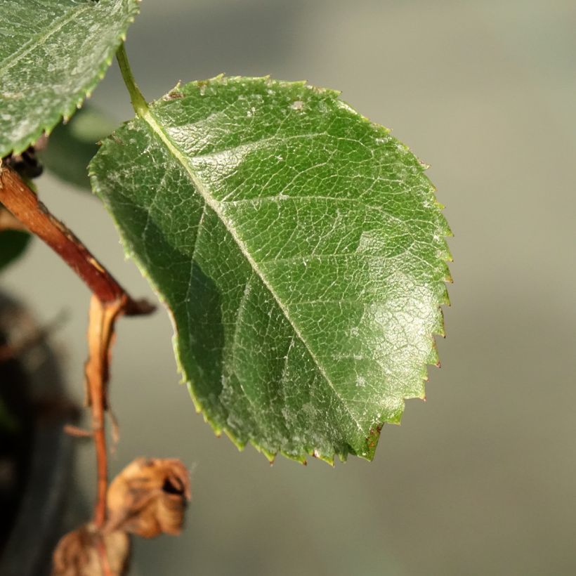 Rosa persica See You In Purple (Fogliame)