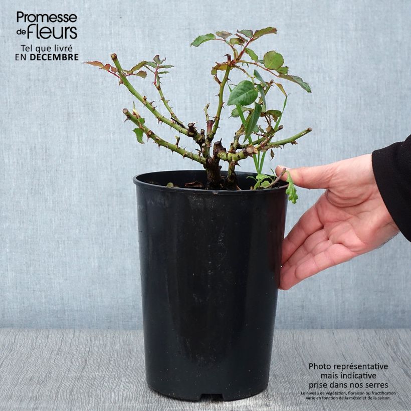 Esemplare di Rosier See You In Red Pot de 4L/5L come consegnato in autunno