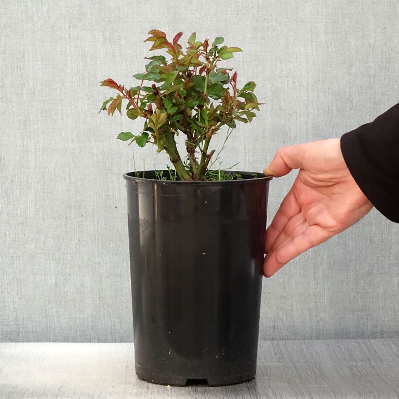 Example of Rosa persica See You In Red Vaso da 4L/5L as you get in printemps