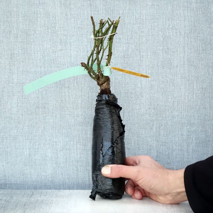 Rosa persica See You In rosé Zolla a radice nuda esemplare consegnato in inverno