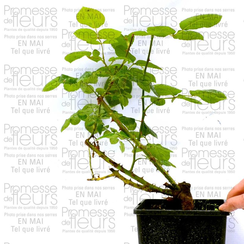 Esempio di esemplare Rosa Schwarze Madonna Vaso da 4L/5L come consegnato