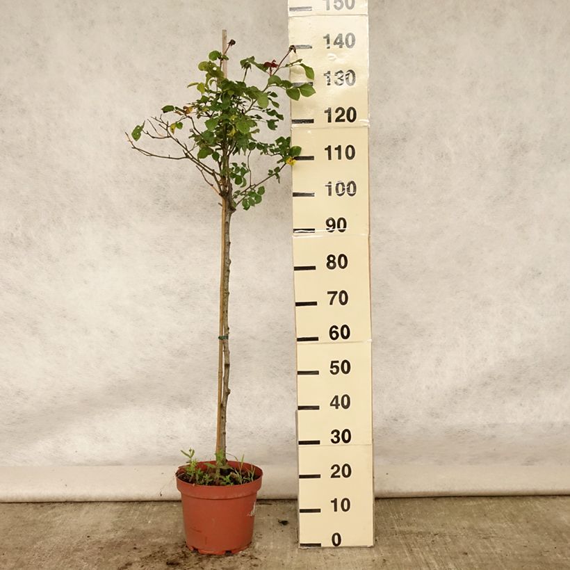 Esemplare di Rosa ad alberello David Austin Gabriel Oak Vaso da 4L/5L, Vaso impalcato consegnato in estate