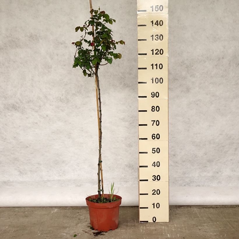 Example of Rosa ad alberello David Austin Gabriel Oak Vaso da 4L/5L, Vaso impalcato as you get in printemps