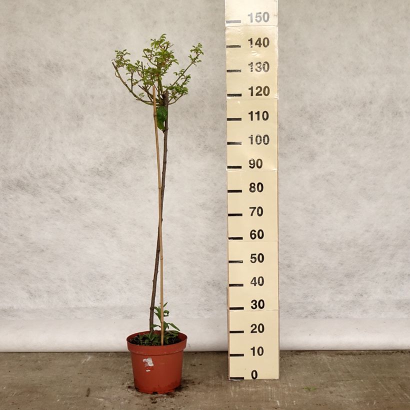 Example of Rosa ad alberello Ballerina Vaso da 7,5L/10L, Vaso impalcato as you get in printemps