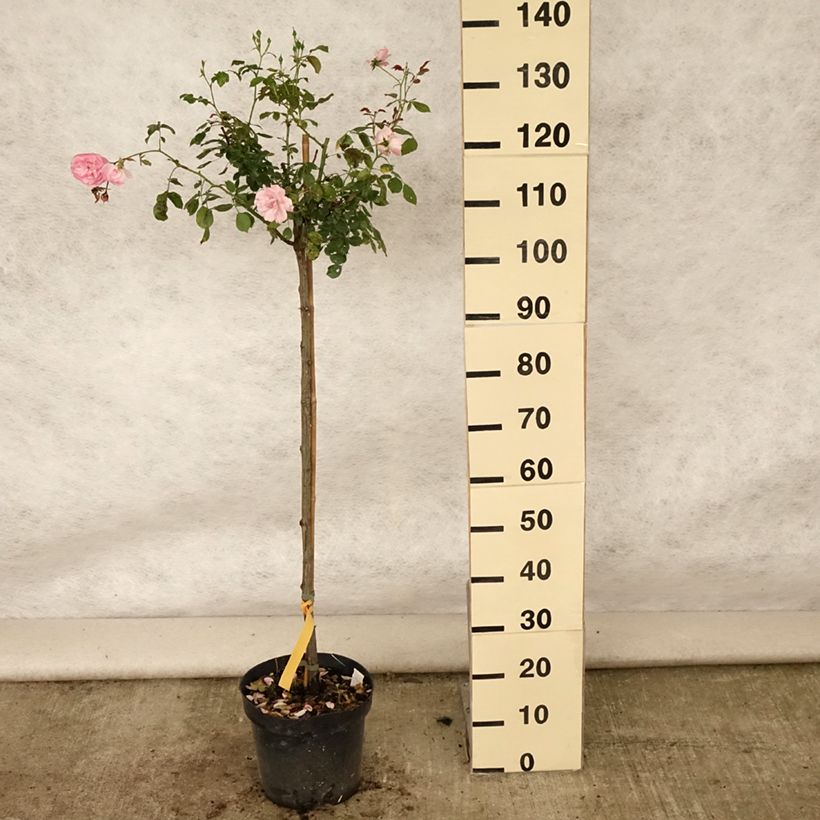 Esemplare di Rosa ad alberello Bonica Vaso da 7,5L/10L, Vaso impalcato consegnato in estate