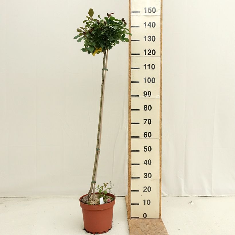 Esemplare di Rosa ad alberello Côté jardin Vaso da 7,5L/10L, Vaso impalcato consegnato in estate