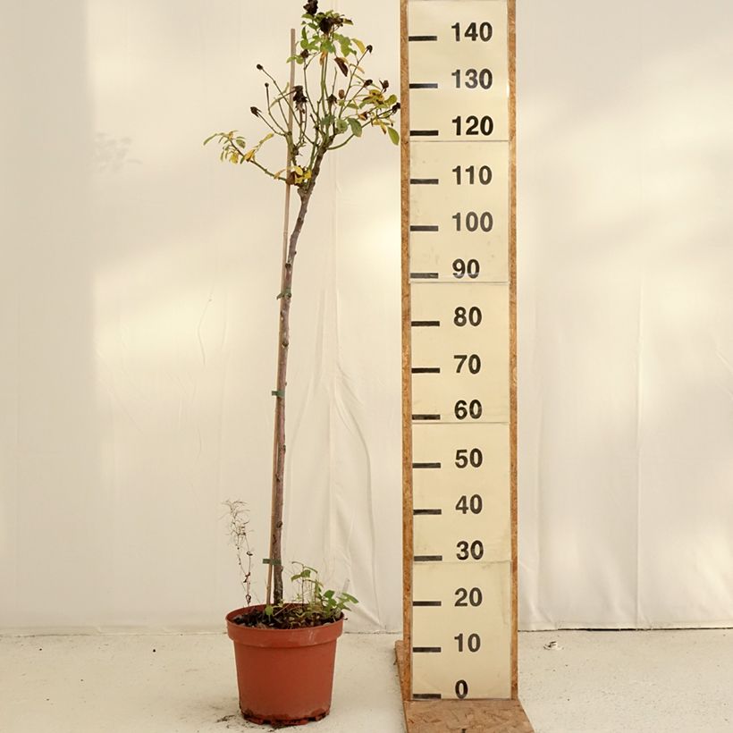 Esemplare di Rosa ad alberello Côté jardin Vaso da 7,5L/10L, Vaso impalcato come consegnato in autunno