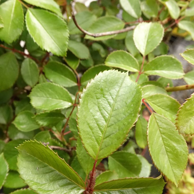Rosa ad alberello Côté jardin (Foliage)