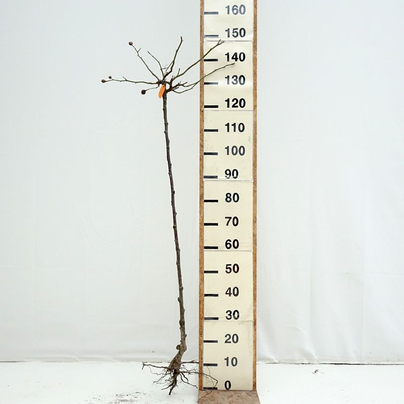 Rosa ad alberello Cyclamen Pierre de Ronsard Piante grandi a radice nuda, Vaso impalcato esemplare consegnato in inverno