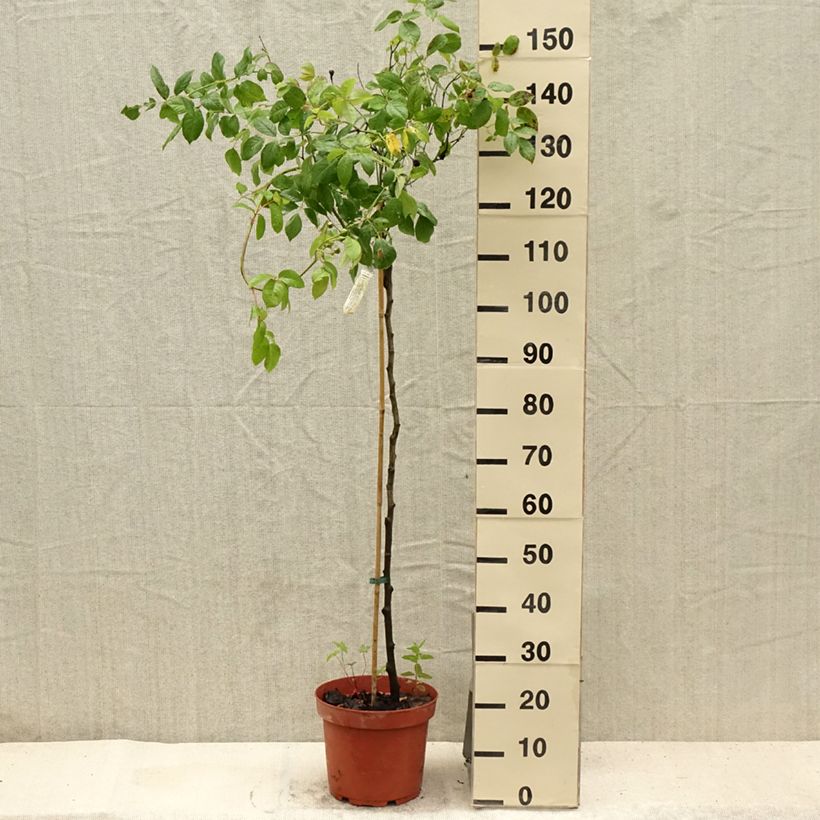 Esemplare di Rosa ad alberello David Austin Claire Austin Vaso da 7,5L/10L, Vaso impalcato consegnato in estate