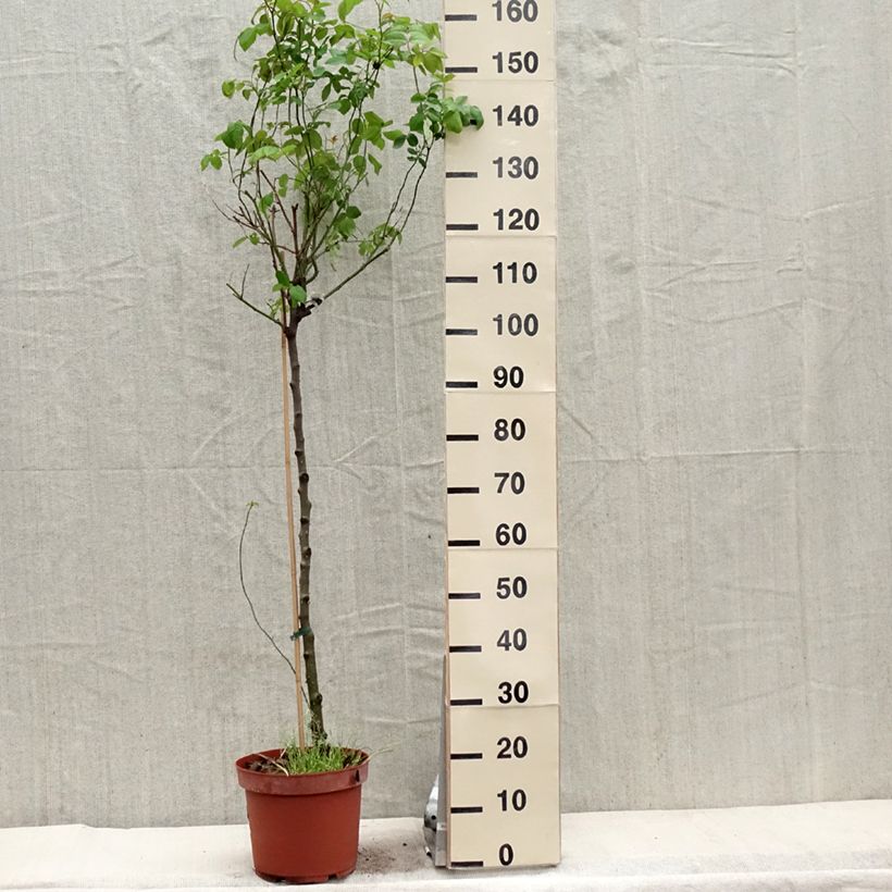 Example of Rosa ad alberello David Austin Claire Austin Vaso da 7,5L/10L, Vaso impalcato as you get in printemps