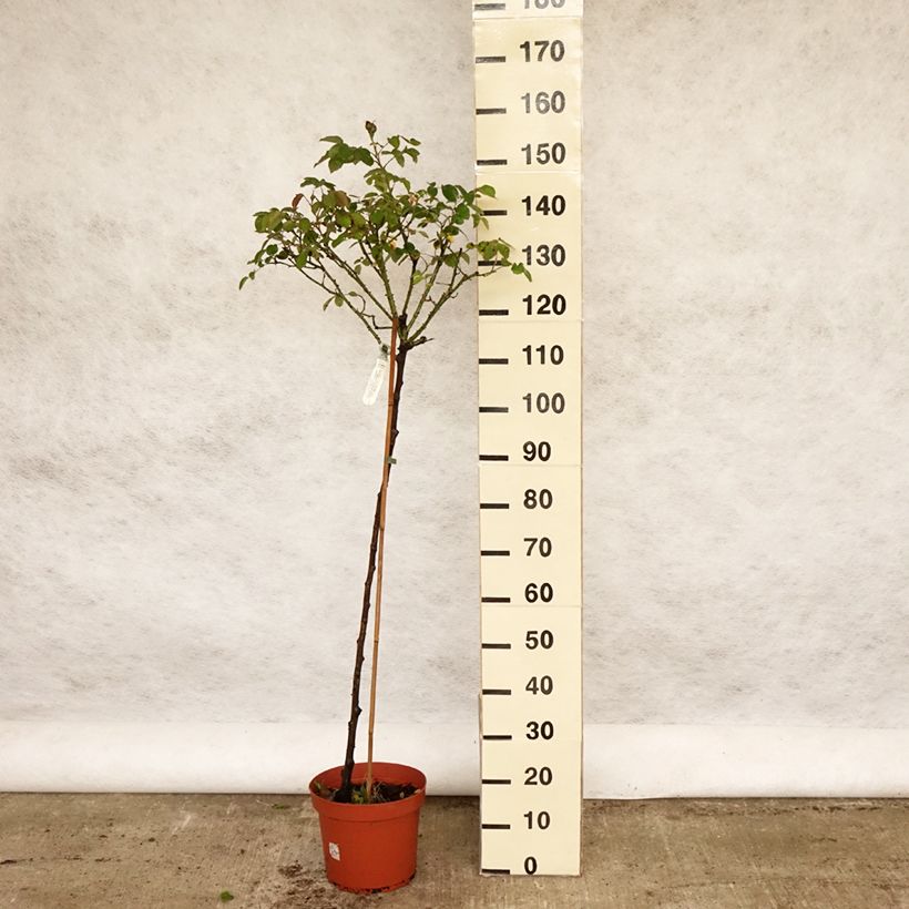 Rosa ad alberello David Austin Darcey Bussel Vaso da 7,5L/10L, Vaso impalcato esemplare consegnato in primavera