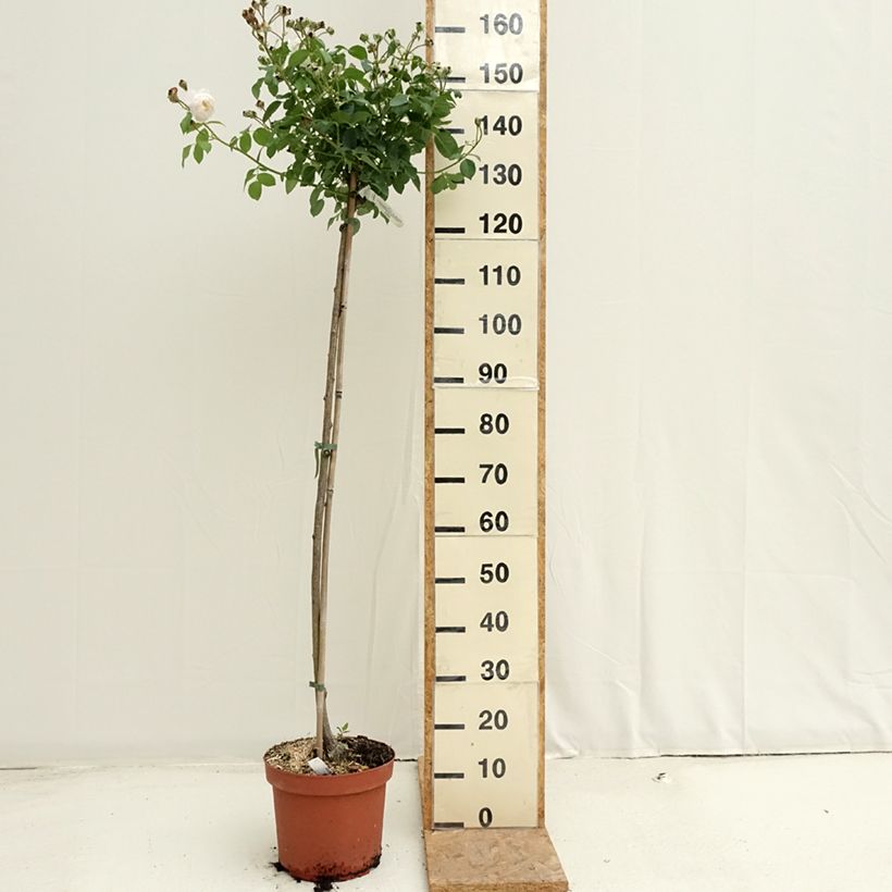 Esemplare di Rosa ad alberello David Austin Desdemona Vaso da 7,5L/10L, Vaso impalcato consegnato in estate