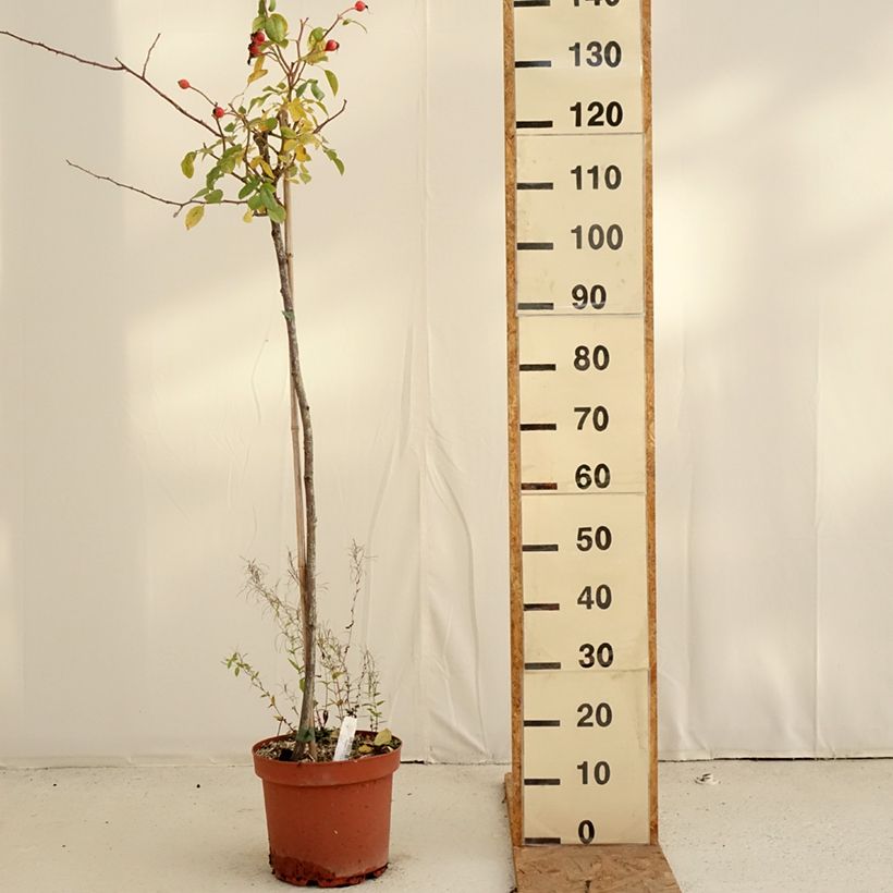 Esemplare di Rosa ad alberello David Austin Desdemona Vaso da 7,5L/10L, Vaso impalcato come consegnato in autunno