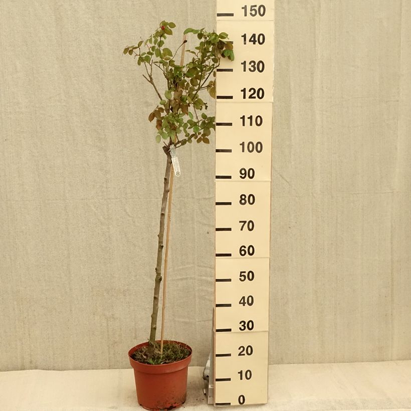 Rosa ad alberello David Austin Desdemona Vaso da 7,5L/10L, Vaso impalcato esemplare consegnato in primavera