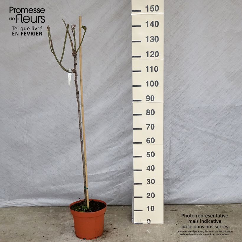 Rosier Tige David Austin Gertrude Jekyll  Pot de 7,5L/10L, Tige, Tige de 70/90 esemplare consegnato in inverno