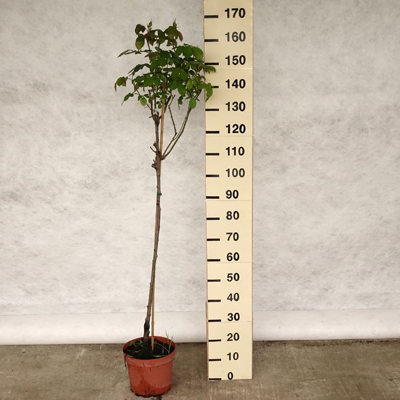 Example of Rosa ad alberello David Austin Gertrude Jekyll Vaso da 7,5L/10L, Vaso impalcato as you get in printemps