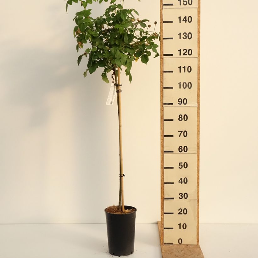 Example of Rosa ad alberello David Austin Olivia Rose Austin Vaso da 7,5L/10L, Vaso impalcato as you get in ete