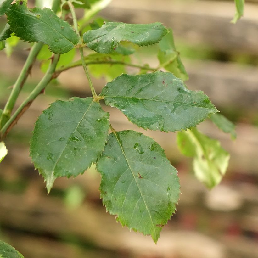 Rosa ad alberello Calizia (Fogliame)