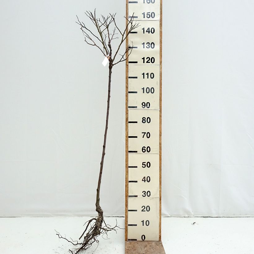 Rosa ad alberello Calizia Piante grandi a radice nuda, Vaso impalcato esemplare consegnato in inverno