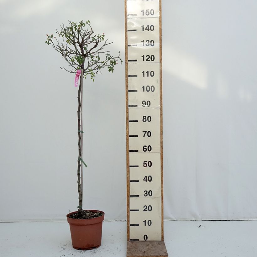 Example of Rosa ad alberello Heidetraum (NOAtraum) Vaso da 7,5L/10L, Vaso impalcato as you get in hiver