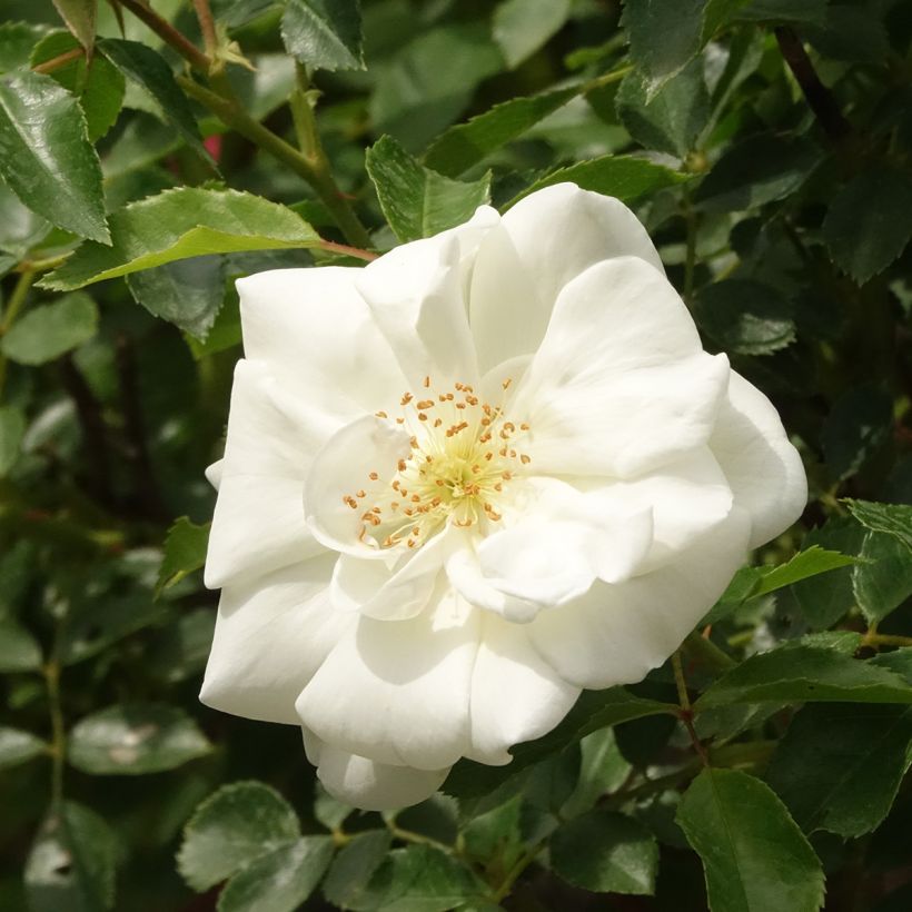 Rosa ad alberello White Flower Carpet (NOAschnee) (Fioritura)