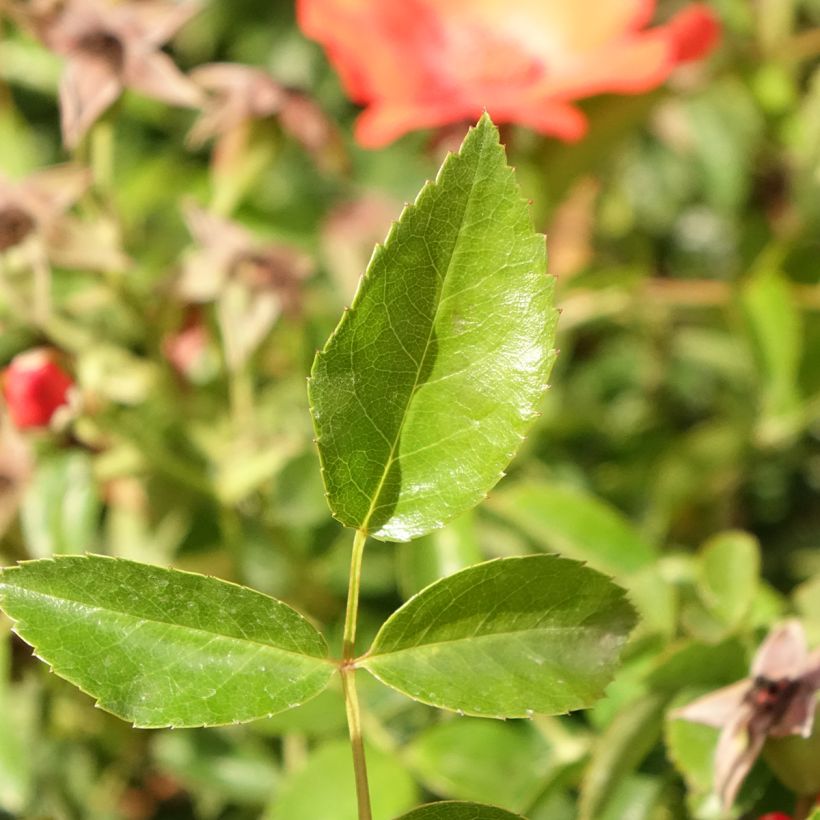 Rosa ad alberello Isalia (Foliage)