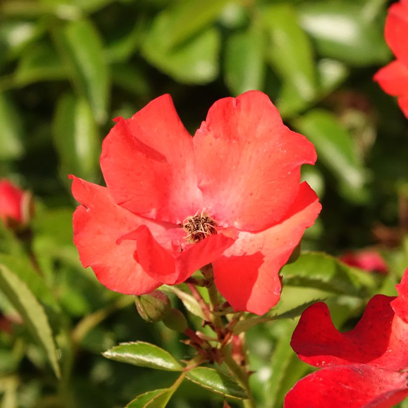 Rosa ad alberello Isalia (Flowering)