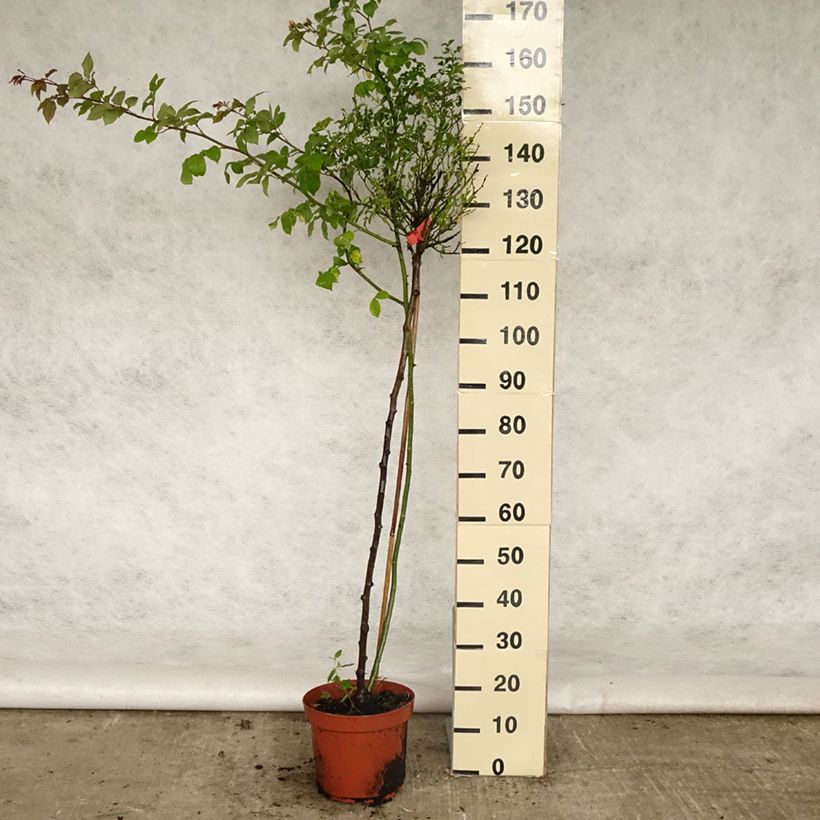 Example of Rosa ad alberello Isalia Vaso da 7,5L/10L, Vaso impalcato as you get in printemps