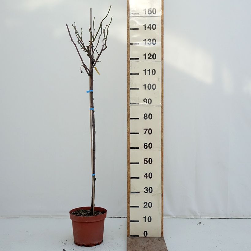 Example of Rosa ad alberello Dominica Intercomdoor Vaso da 7,5L/10L, Vaso impalcato as you get in hiver