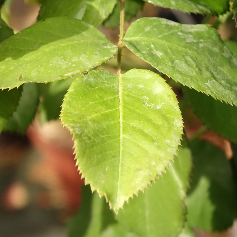 Rosa ad alberello Dominica Intercomdoor (Foliage)