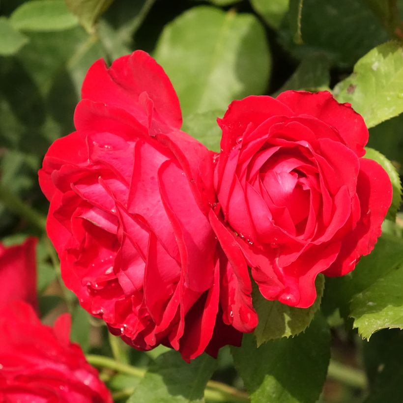 Rosa ad alberello Dominica Intercomdoor (Flowering)