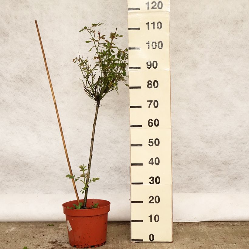 Rosa ad alberello Global Hit Vaso da 4L/5L, Vaso impalcato esemplare consegnato in primavera