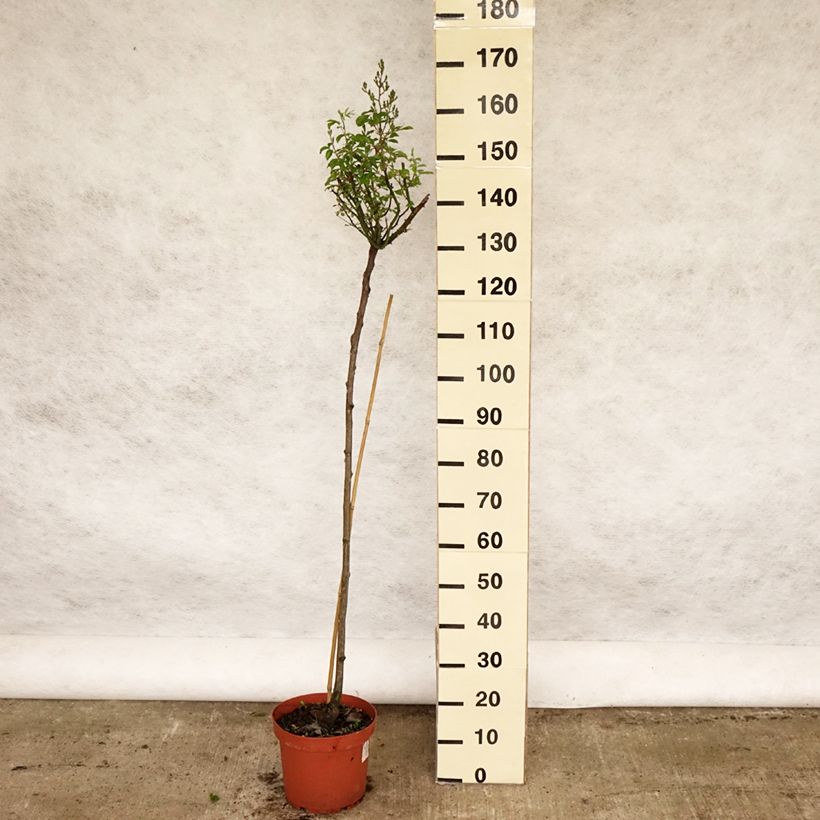 Rosa ad alberello Guirlande d'Amour Vaso da 7,5L/10L, Vaso impalcato esemplare consegnato in primavera