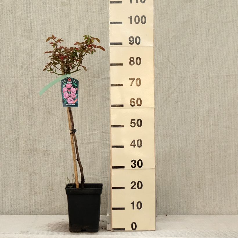 Rosa ad alberello Heidi Klum Vaso da 7,5L/10L, Vaso impalcato esemplare consegnato in primavera