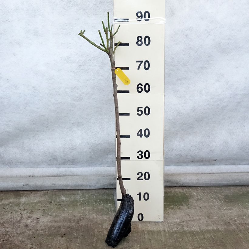 Example of Rosa ad alberello Iceberg Piante grandi a radice nuda, Vaso impalcato as you get in hiver