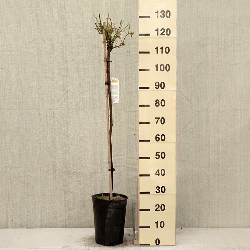 Example of Rosa ad alberello Iceberg Vaso da 7,5L/10L, Vaso impalcato as you get in printemps