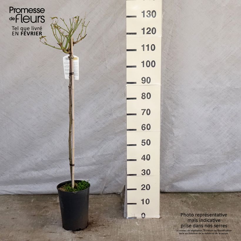 Example of Rosa ad alberello Iceberg Vaso da 7,5L/10L, Vaso impalcato as you get in hiver