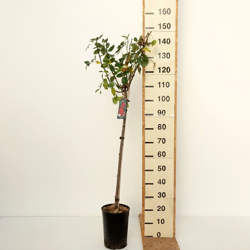 Esemplare di Rosa ad alberello Ingrid Bergman Vaso da 7,5L/10L, Vaso impalcato come consegnato in autunno