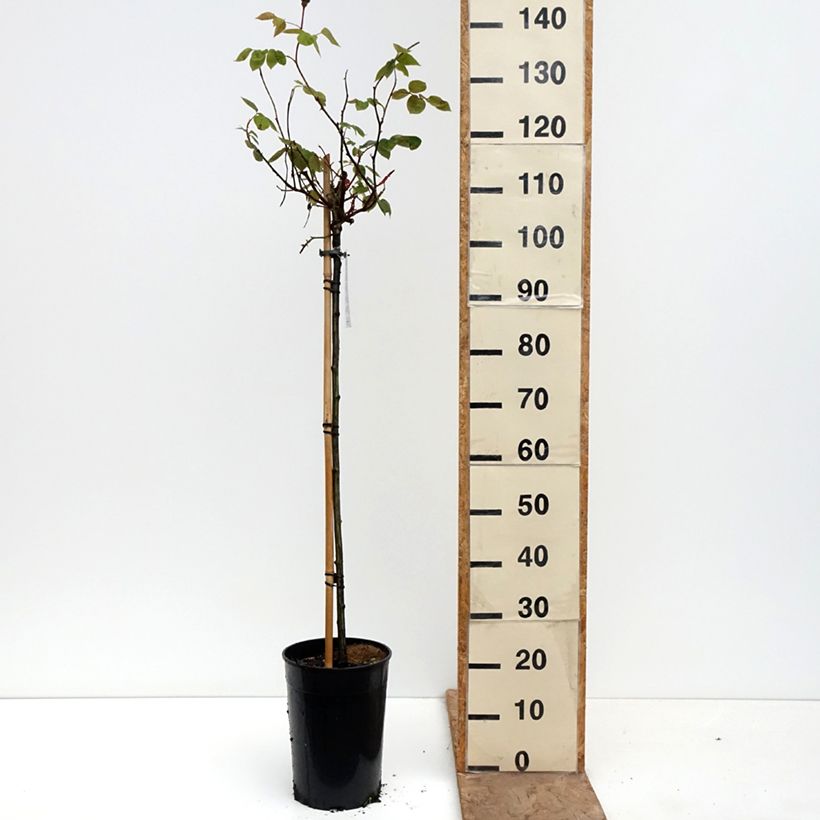 Rosa ad alberello Ingrid Bergman Vaso da 7,5L/10L, Vaso impalcato esemplare consegnato in primavera