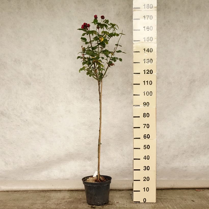 Esemplare di Rosa ad alberello Ingrid Bergman Vaso da 7,5L/10L, Vaso impalcato consegnato in estate