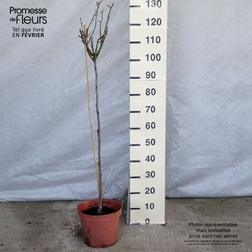 Rosa ad alberello Ingrid Bergman Vaso da 7,5L/10L, Vaso impalcato esemplare consegnato in inverno