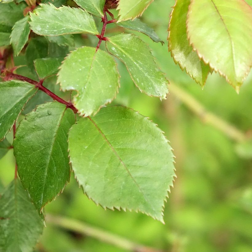Rosa ad alberello Jubilé du Prince de Monaco (Fogliame)