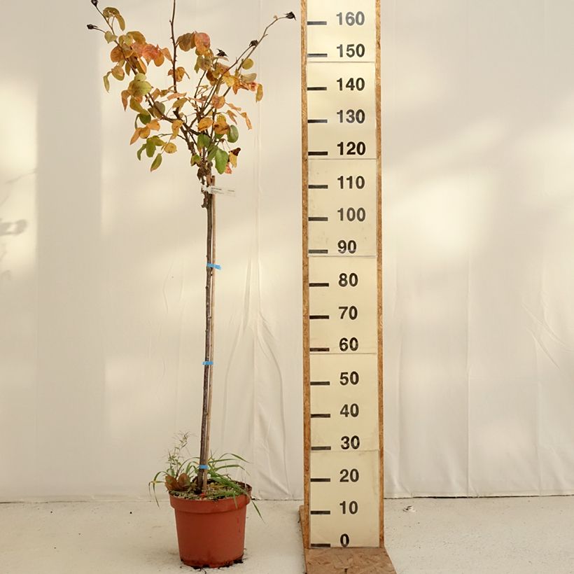 Esemplare di Rosa ad alberello Landora Vaso da 7,5L/10L, Vaso impalcato come consegnato in autunno